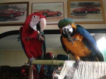 Public Photo of icesex22