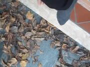 Amateur Video of LenaLove